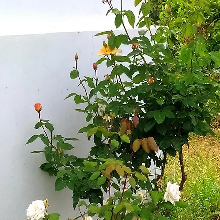 Natura * ハニア